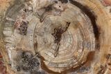 Polished Petrified Wood (Araucaria) Round - Madagascar #341528-1